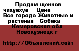 Продам щенков чихуахуа  › Цена ­ 10 000 - Все города Животные и растения » Собаки   . Кемеровская обл.,Новокузнецк г.